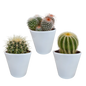 Bolcactus mix ↕12-20cm | 3 stuks - in Mexicaanse pot