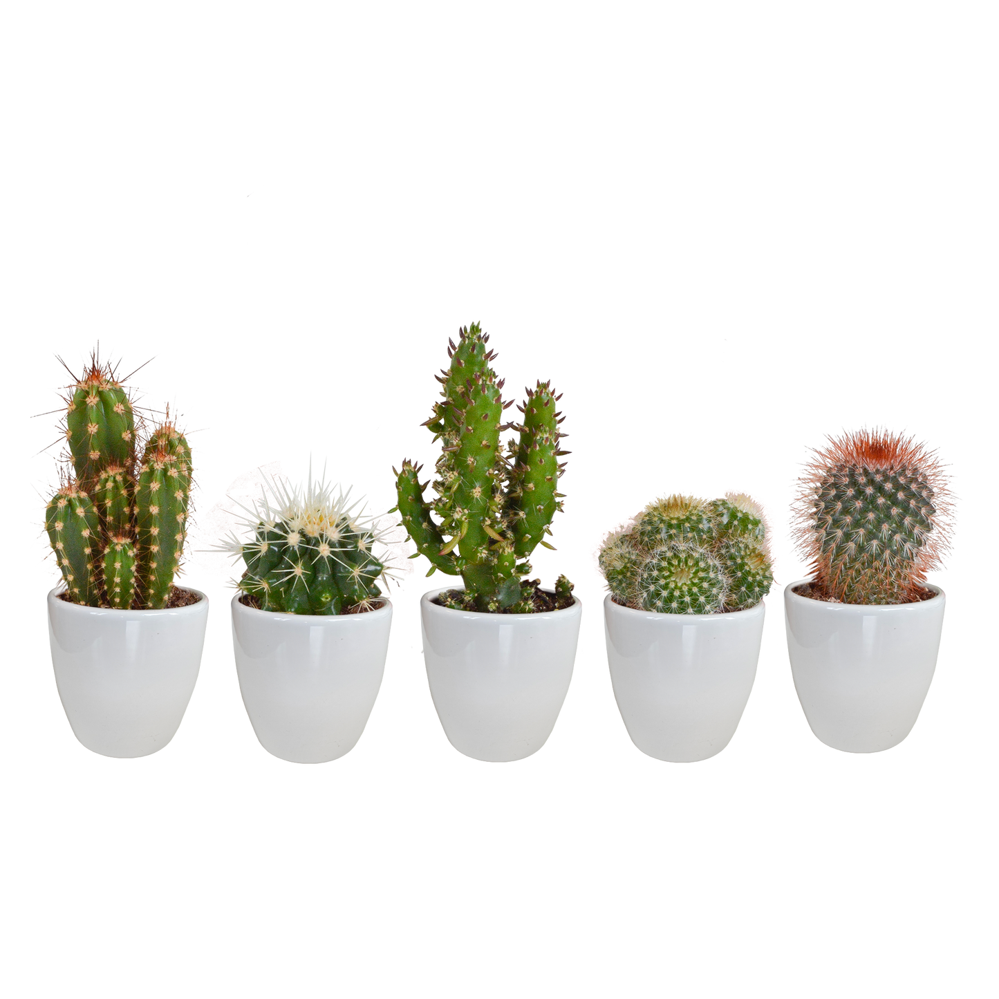 Cactus mix ↕10-15cm (5 Stuks) - in gekleurde plastic pot