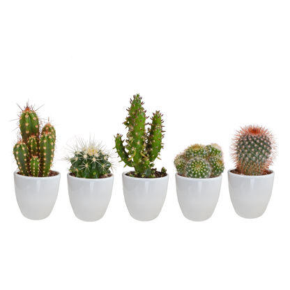 Cactus mix ↕10-15cm (5 Stuks) - in gekleurde plastic pot