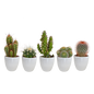 Cactus mix ↕10-15cm (5 Stuks) - in gekleurde plastic pot