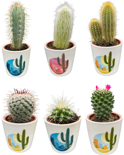 Cactus Mix - ↕8-15cm (6 Stuks) - Zonder pot