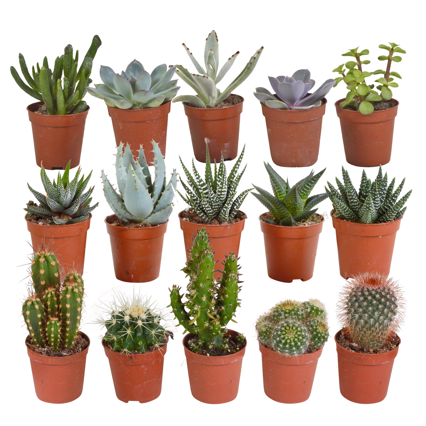 Cactus en vetplanten mix | 15 stuks - in Mexicaanse pot