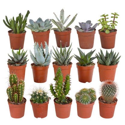 Cactus en vetplanten mix | 15 stuks - in Mexicaanse pot