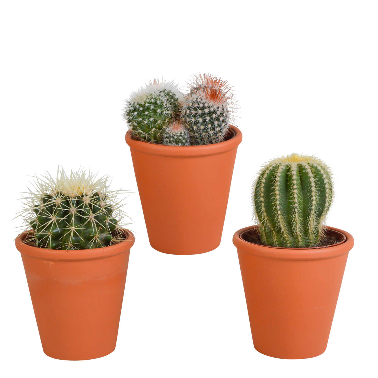 Bolcactus mix ↕12-20cm - zonder pot