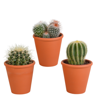 Bolcactus mix ↕12-20cm - zonder pot