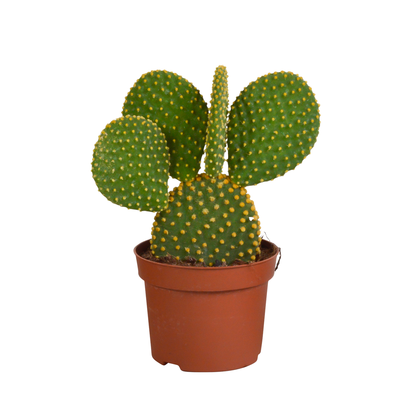 Opuntia microdasys - ↕30-40cm - zonder pot