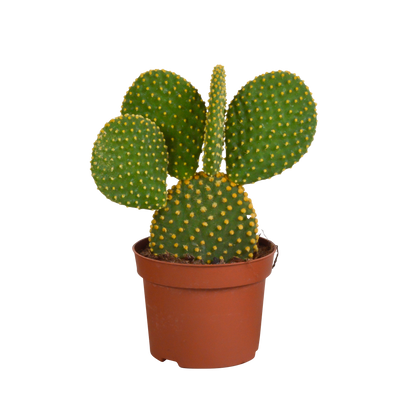 Opuntia microdasys - ↕30-40cm - zonder pot