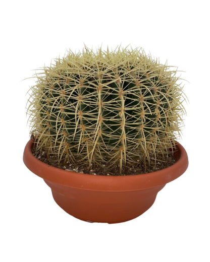 Cactus- Echiocactus Grusonii - ↕13-17 cm (3suks) - zonder pot