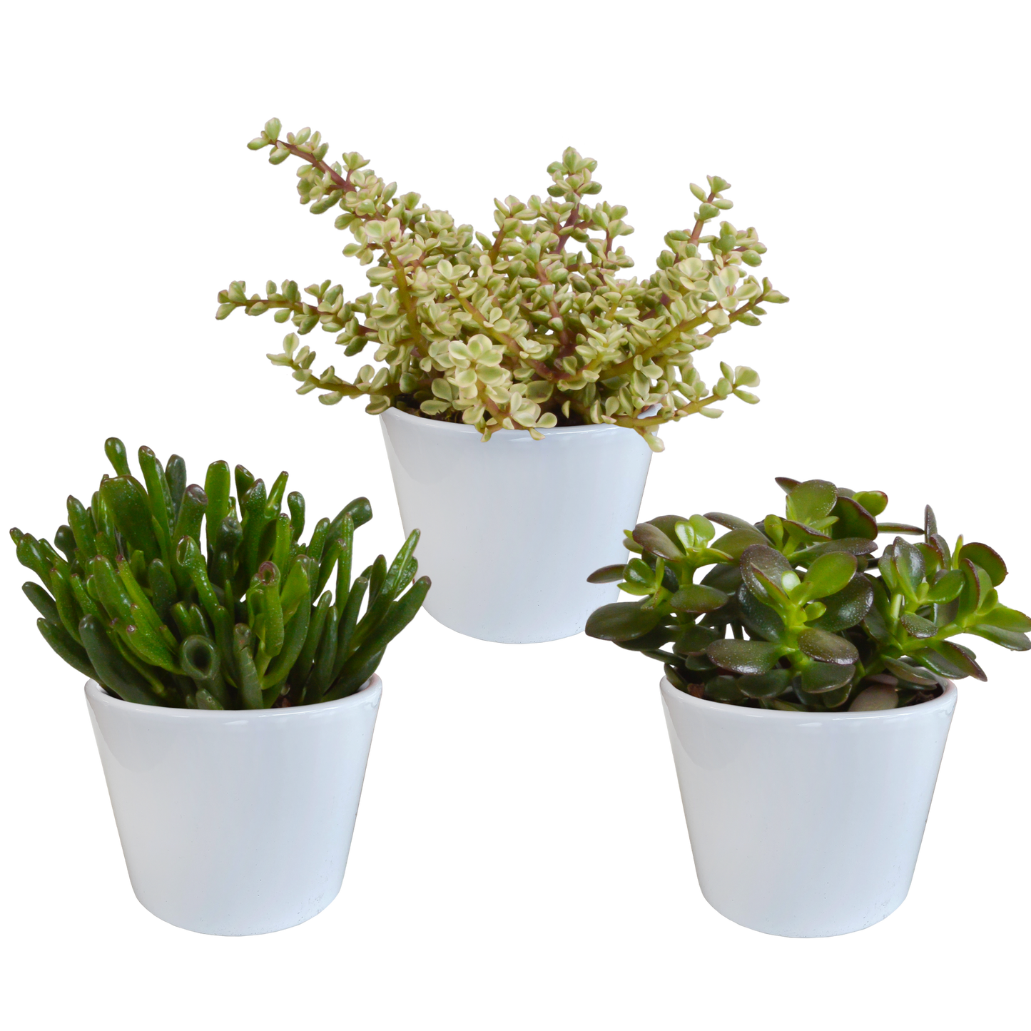 Crassula mix ↕15-20cm (3 Stuks) - in Mexicaanse pot