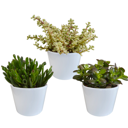 Crassula mix ↕15-20cm (3 Stuks) - in Mexicaanse pot