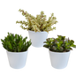 Crassula mix ↕15-20cm (3 Stuks) - in Mexicaanse pot