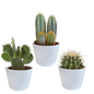 Cactus mix ↕15-25cm (3 Stuks) - zonder pot