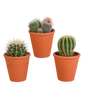 Bolcactus mix ↕12-20cm | 3 stuks - in witte pot