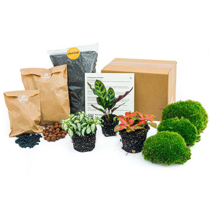 Planten terrarium pakket - DIY - Calathea Makoyana - Navulling & Startpakket - Package 2