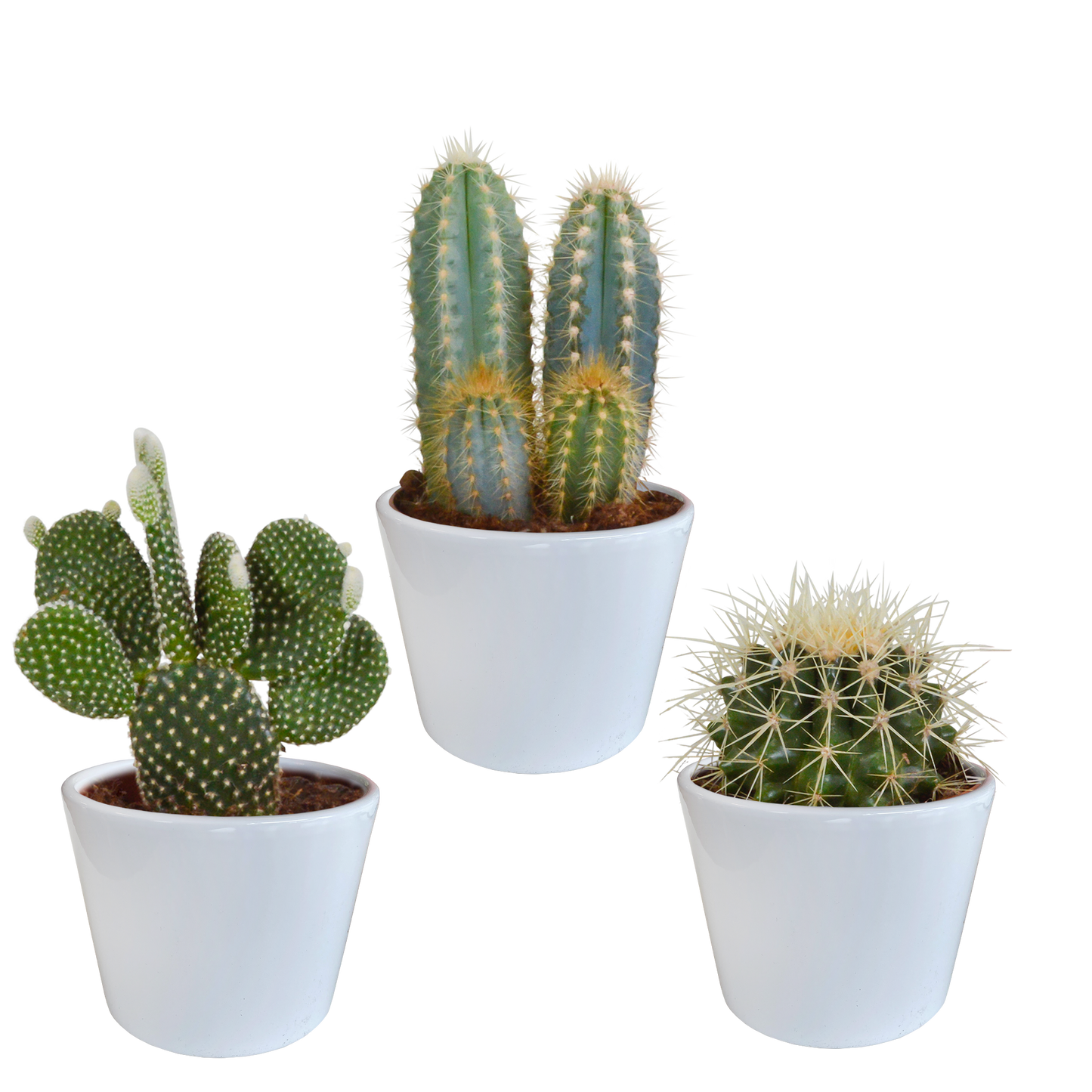 Cactus mix ↕15-25cm (3 Stuks) - in terracotta pot