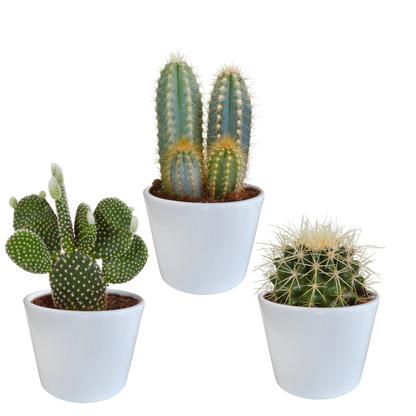 Cactus mix ↕15-25cm (3 Stuks) - in terracotta pot