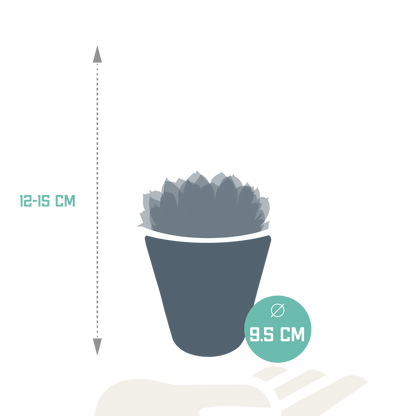 Echeveria mix (3 stuks) - ↕12-15cm - in witte pot