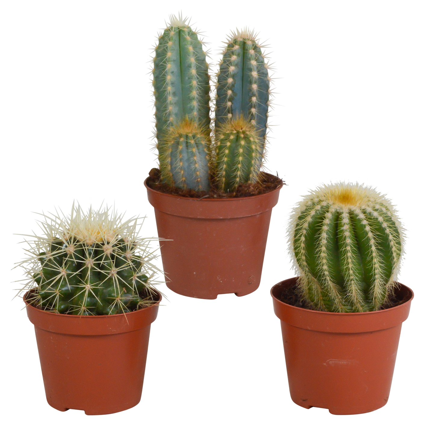 Cactus mix ↕13-18cm (3 Stuks) - in witte pot