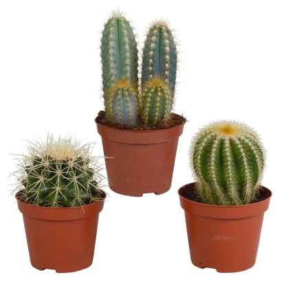 Cactus mix ↕13-18cm (3 Stuks) - in witte pot