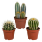 Cactus mix ↕13-18cm (3 Stuks) - in witte pot