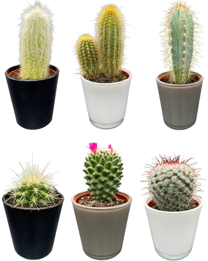 Cactus Mix - ↕8-15cm (6 Stuks) - Zonder pot