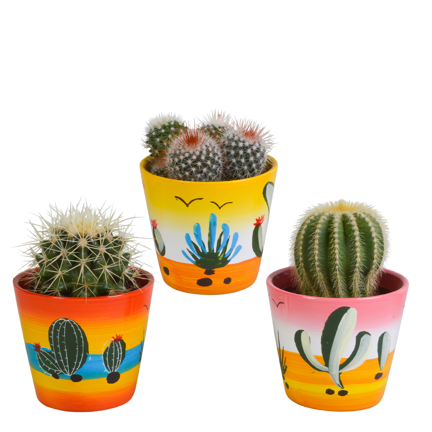 Bolcactus mix ↕12-20cm | 3 stuks - in terracotta pot