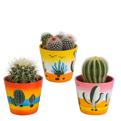 Bolcactus mix ↕12-20cm | 3 stuks - in terracotta pot