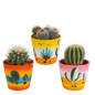 Bolcactus mix ↕12-20cm | 3 stuks - in terracotta pot