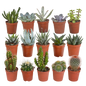 Cactus en vetplanten mix | 15 stuks - in terracotta pot