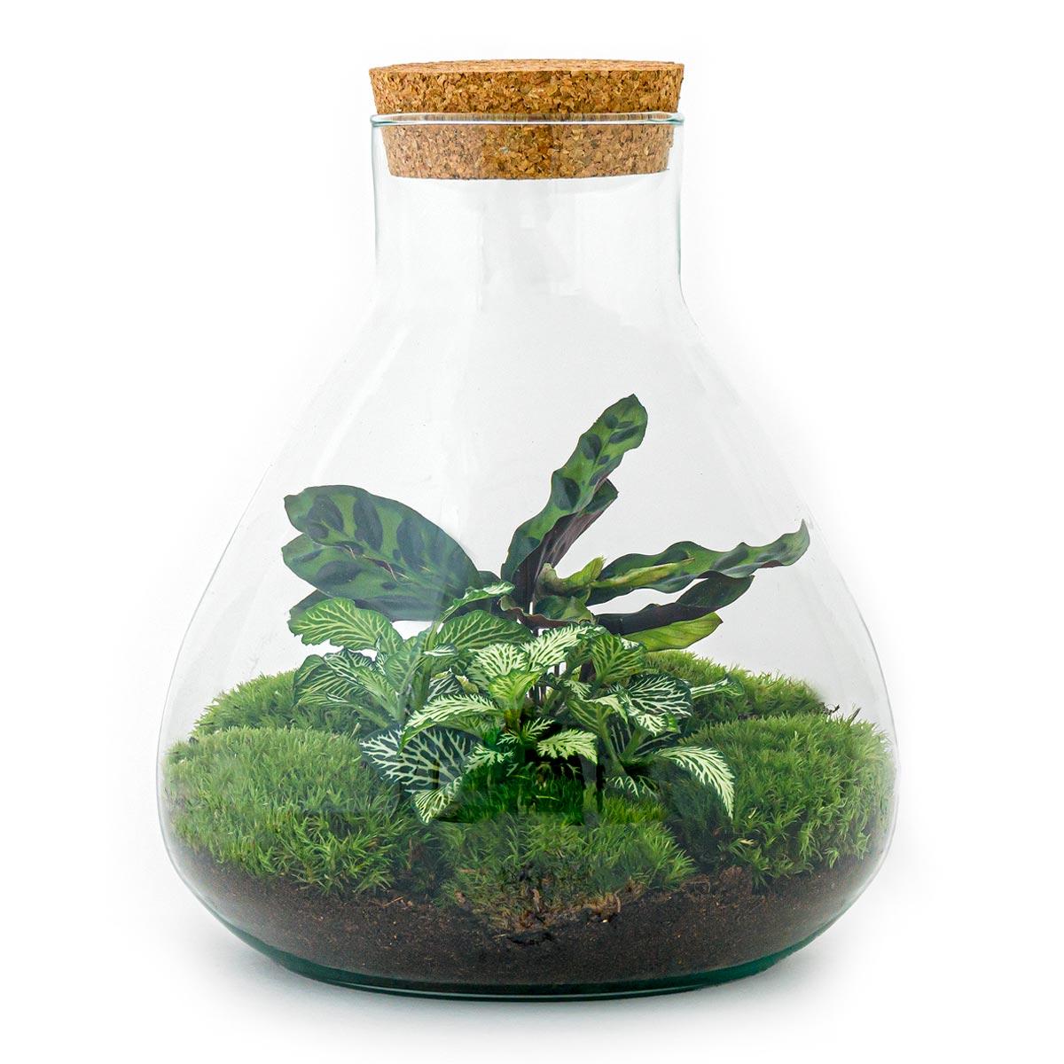 DIY terrarium - Sammie - ↕ 27 cm - Rake + Shovel + Tweezer