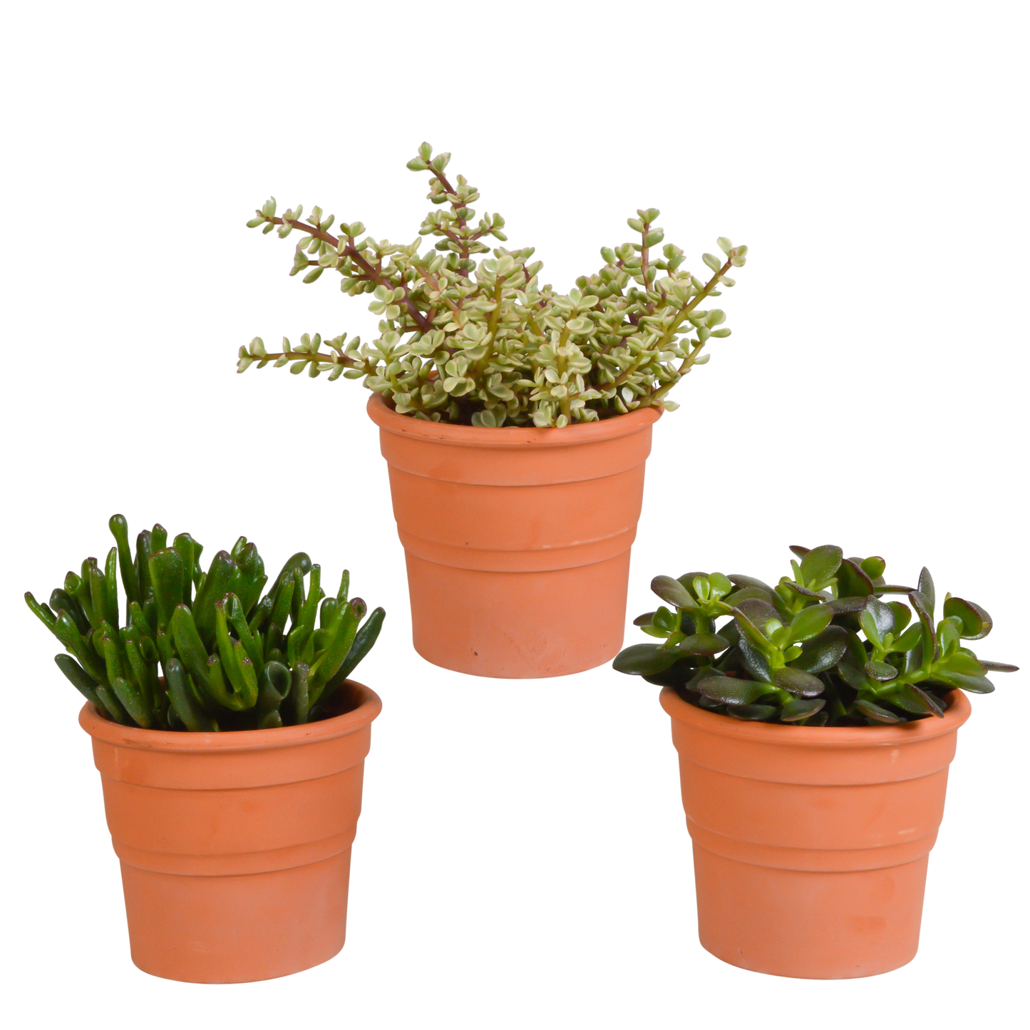 Crassula mix ↕15-20cm (3 Stuks) - in Mexicaanse pot