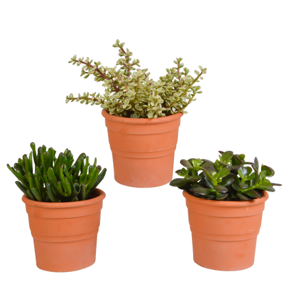 Crassula mix ↕15-20cm (3 Stuks) - in Mexicaanse pot