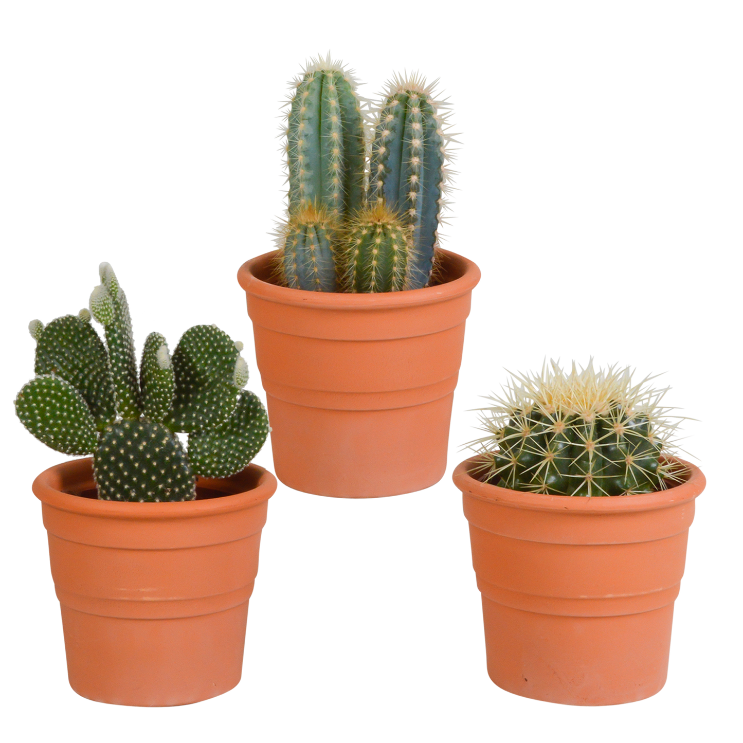 Cactus mix ↕15-25cm (3 Stuks) - zonder pot