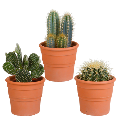 Cactus mix ↕15-25cm (3 Stuks) - zonder pot