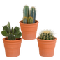 Cactus mix ↕15-25cm (3 Stuks) - zonder pot