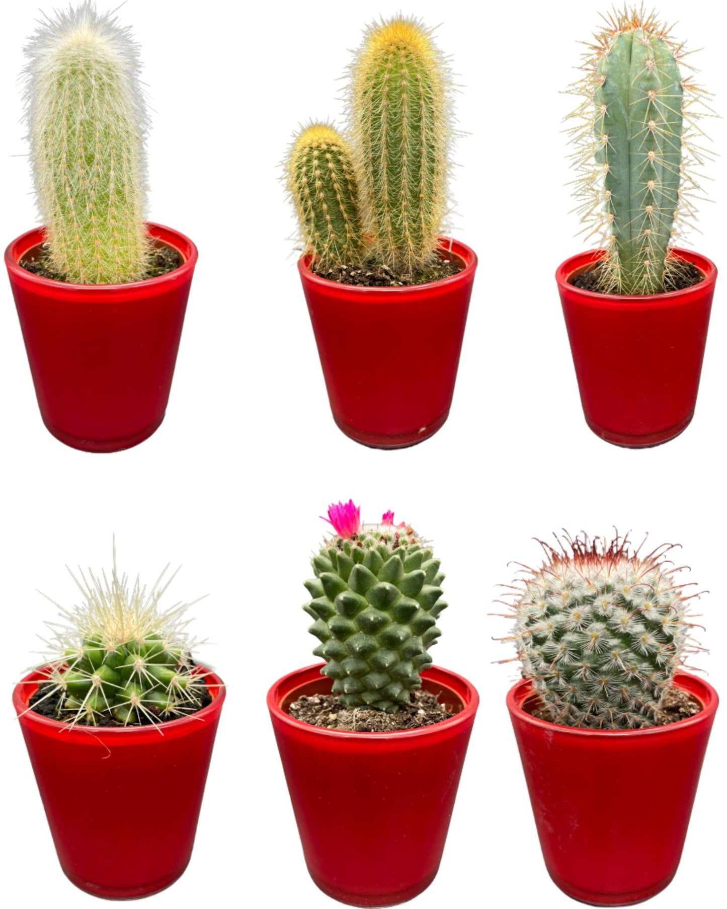 Cactus Mix - ↕8-15cm (6 Stuks) - Zonder pot