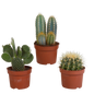 Cactus mix ↕17-23cm (3 Stuks) - in witte pot