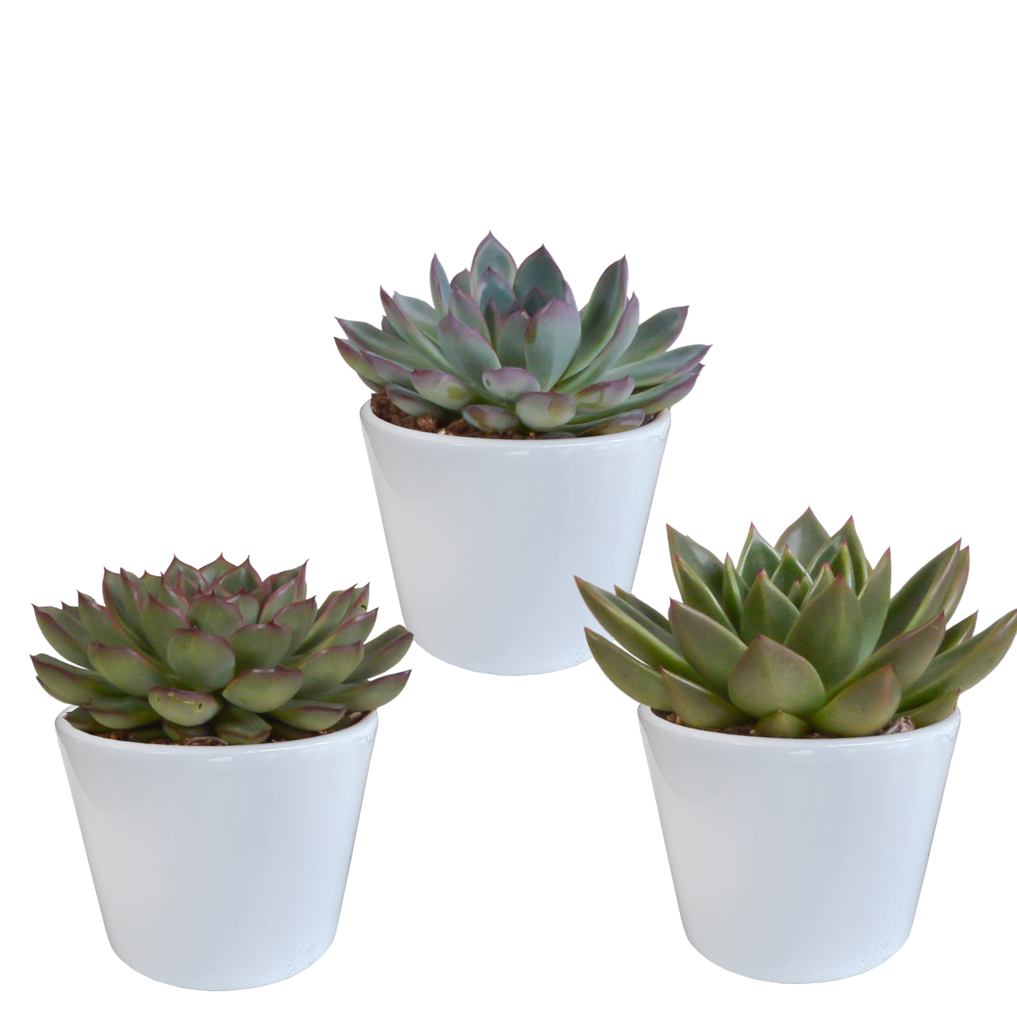 Echeveria mix (3 stuks) - ↕12,5-20cm -  in Mexicaanse pot