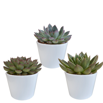 Echeveria mix (3 stuks) - ↕12,5-20cm -  in Mexicaanse pot