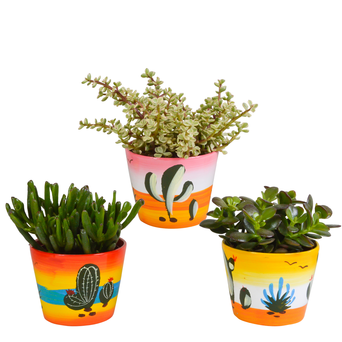 Crassula mix ↕15-20cm (3 Stuks) - zonder pot