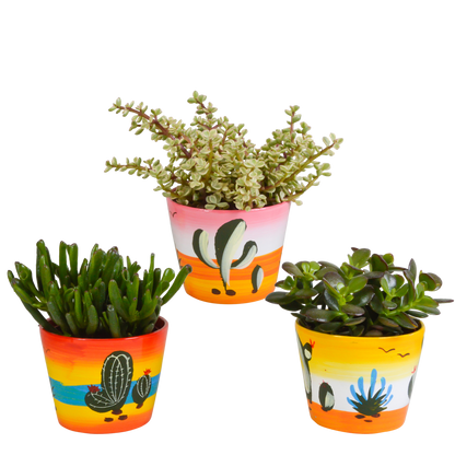 Crassula mix ↕15-20cm (3 Stuks) - zonder pot