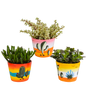 Crassula mix ↕15-20cm (3 Stuks) - zonder pot