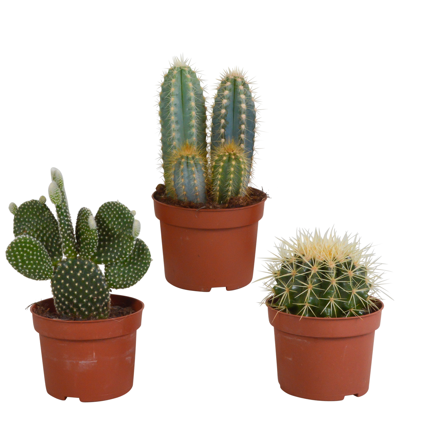 Cactus mix ↕15-25cm (3 Stuks) - in terracotta pot