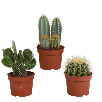 Cactus mix ↕15-25cm (3 Stuks) - in terracotta pot