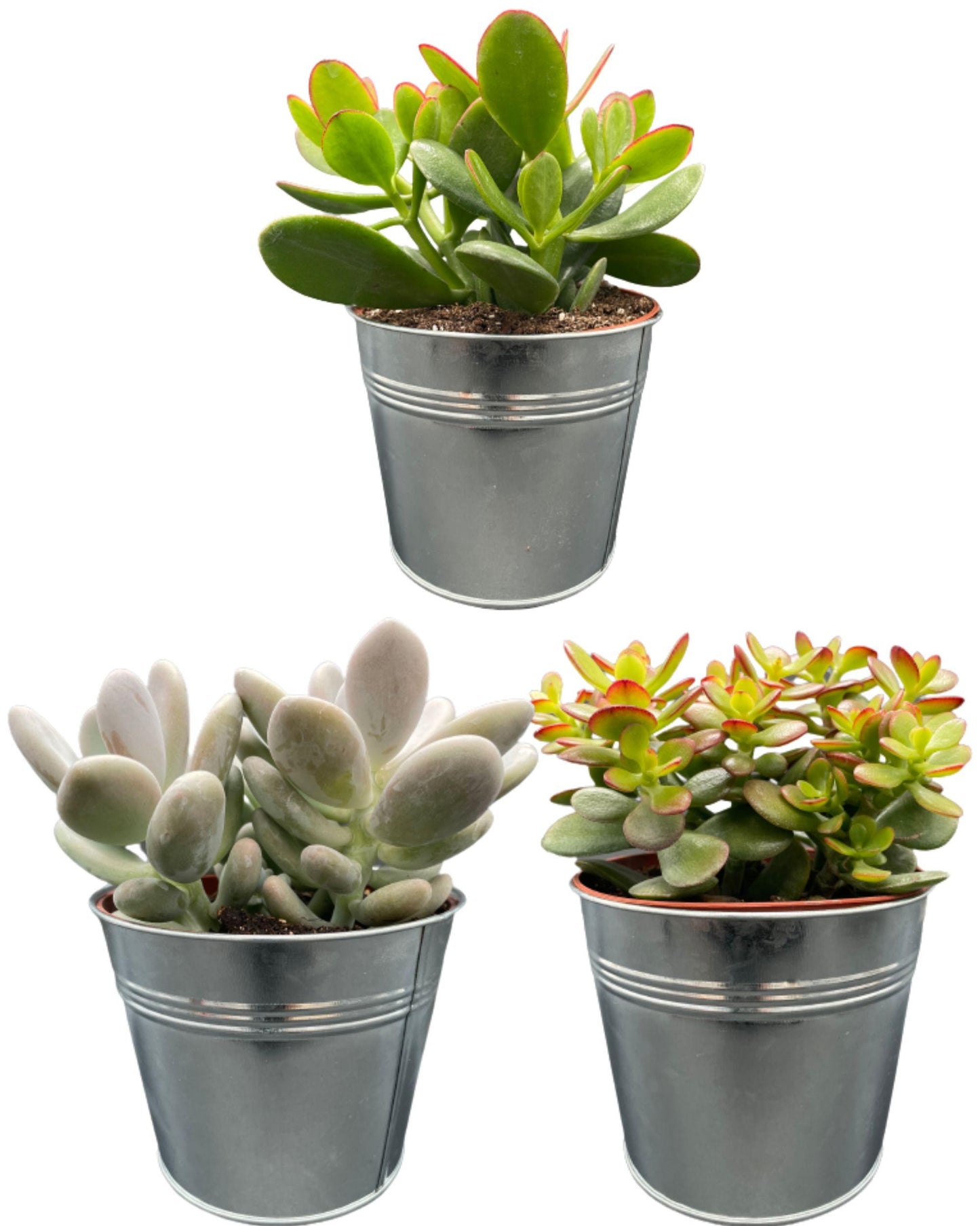 Succulenten Mix - ↕16-22cm (3 Stuks) - Zonder pot