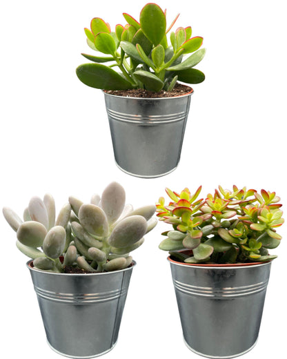 Succulenten Mix - ↕16-22cm (3 Stuks) - Zonder pot