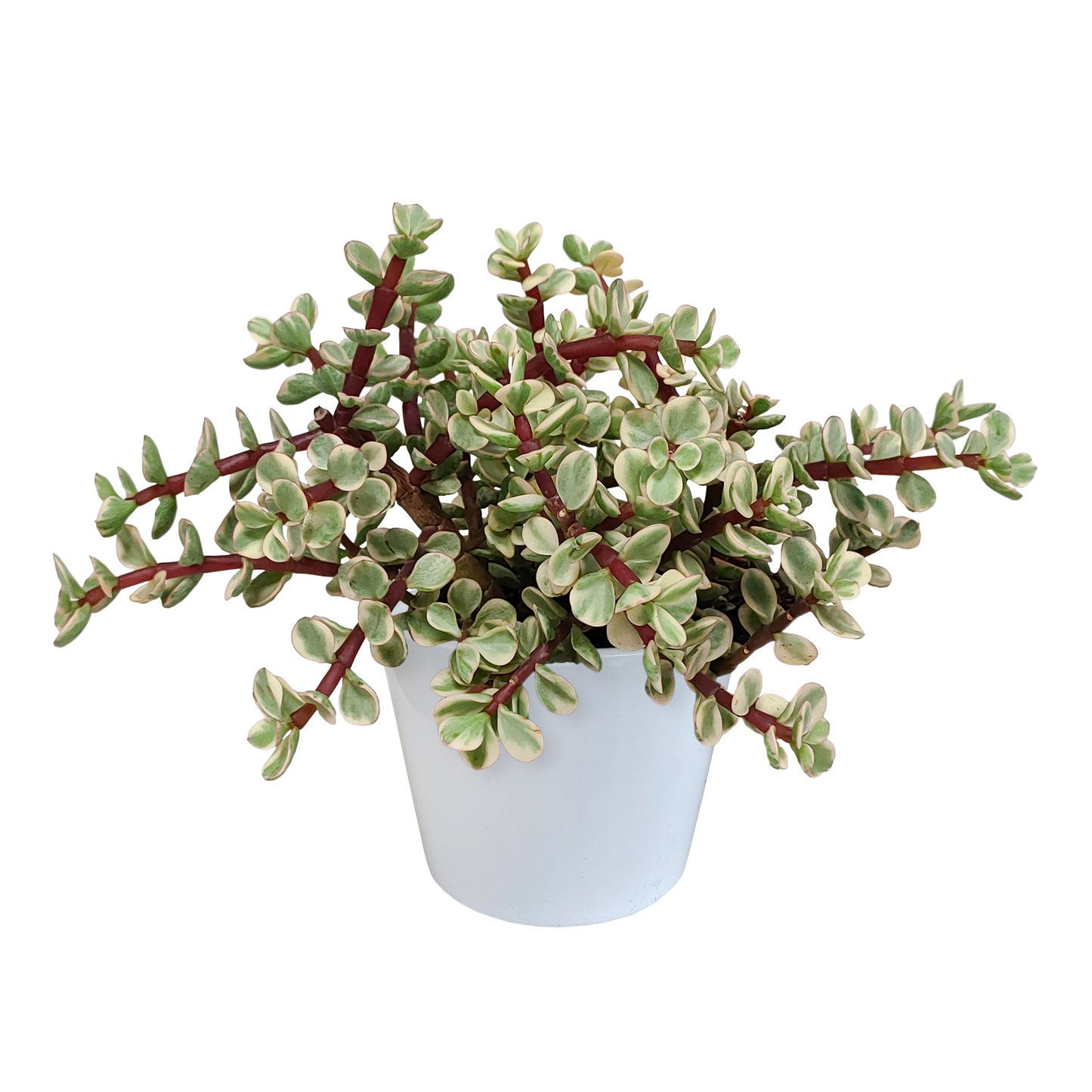 Portulacaria afra Variegata - ↕18-25cm - zonder pot