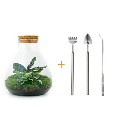 DIY terrarium – Sammie – ↕ 27 cm