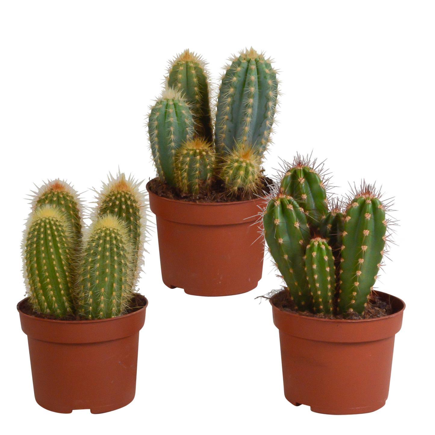 Cereus mix ↕15-25cm (3 Stuks) - in witte pot