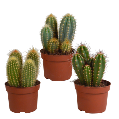 Cereus mix ↕15-25cm (3 Stuks) - in witte pot